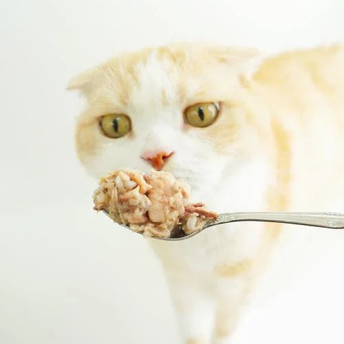 【FISH4CATS】フィッシュフォーキャット 缶詰「サバ&アンチョビ」MACKEREL WITH ANCHOVY 70g