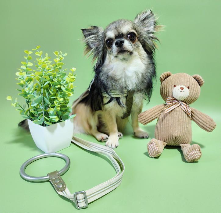 DADADAnovino(ダダダノビノ)バイカラーストライプハーネス 犬用