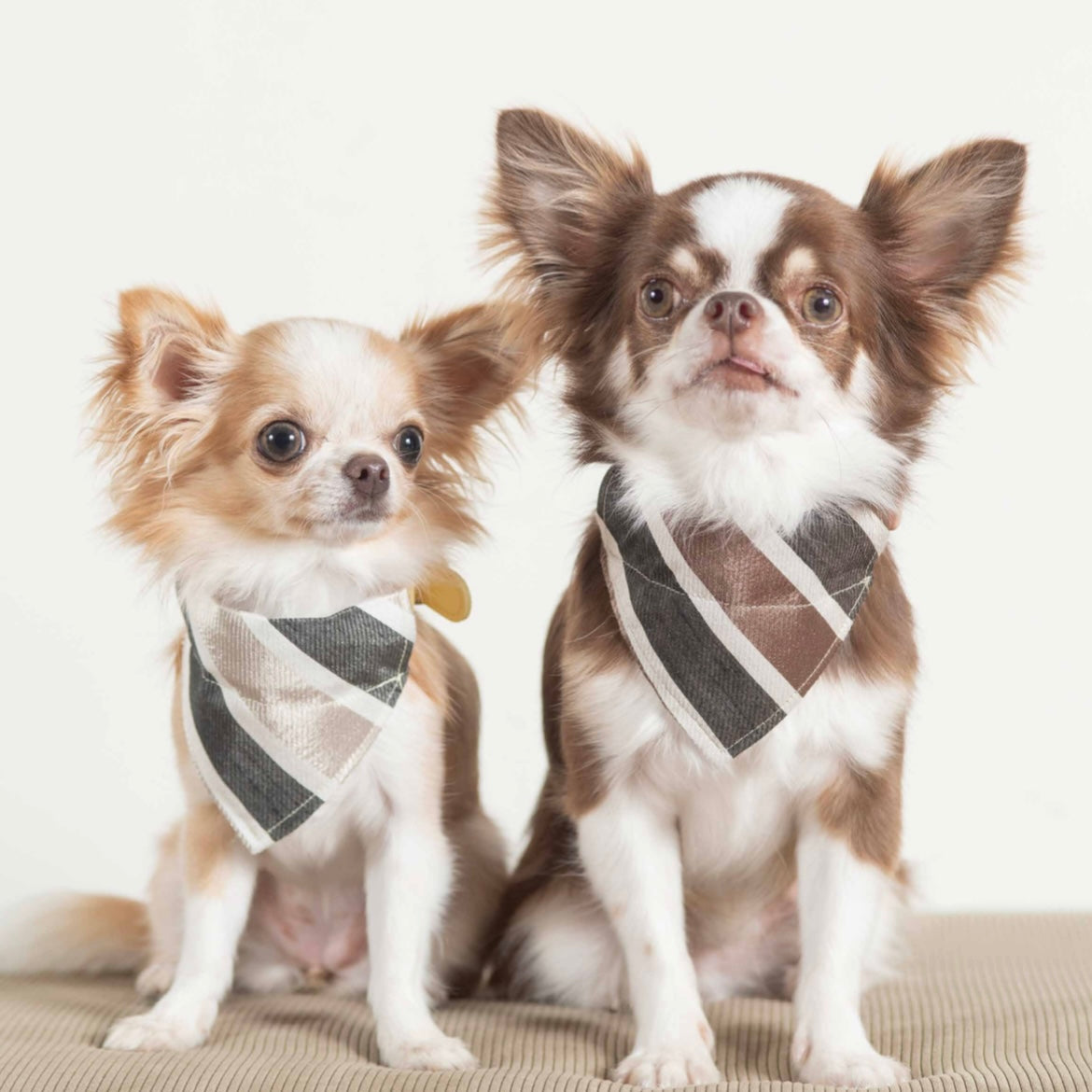 DADADAnovino(ダダダノビノ)カラーループスカーフ 犬猫兼用 バンダナ アクセサリー