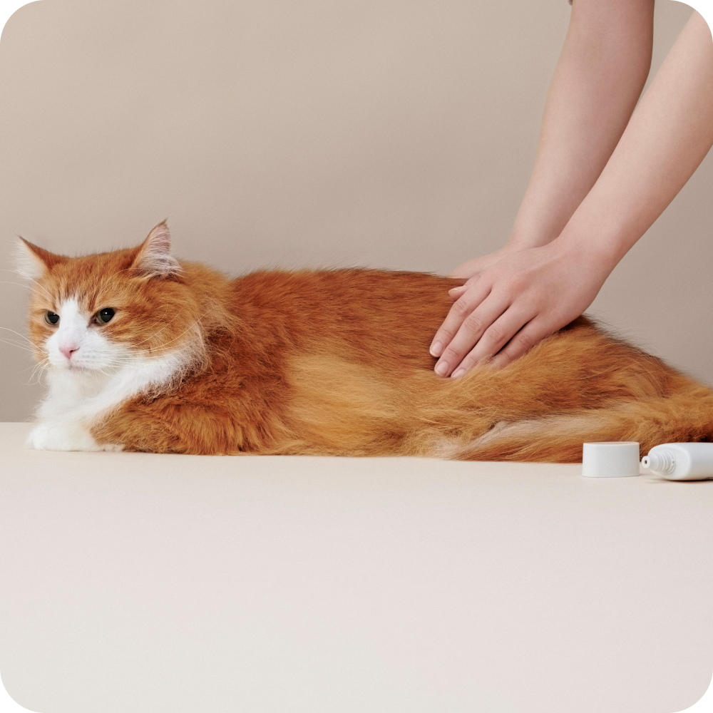 MEDICAT(メディキャット)モイストクリーム MOIST CREAM スキンケア 皮膚・被毛ケア 猫用