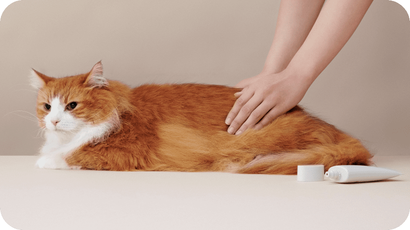 MEDICAT(メディキャット)モイストクリーム MOIST CREAM スキンケア 皮膚・被毛ケア 猫用
