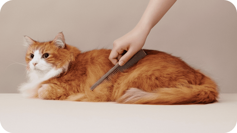 MEDICAT(メディキャット)モイストクリーム MOIST CREAM スキンケア 皮膚・被毛ケア 猫用