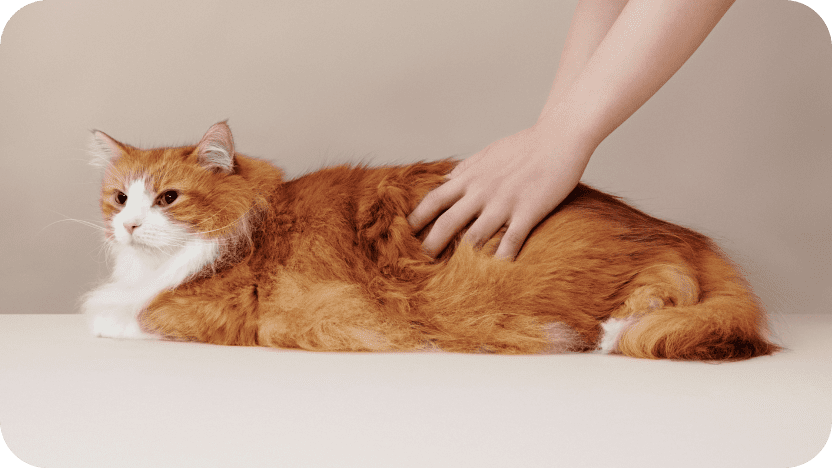 MEDICAT(メディキャット)モイストローション MOIST LOTION スキンケア 皮膚・被毛ケア 猫用