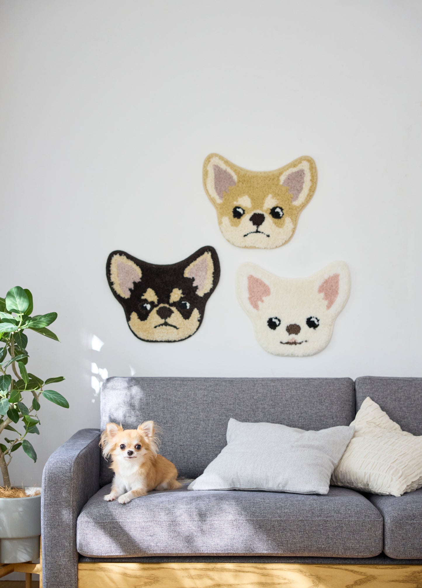 イヌカオ・チワワ｜玄関マット・チェアパッド｜＜全3色＞