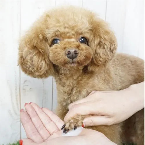 水のいらない シルクの泡シャンプー　合成界面活性剤不使用 洗い流し不要 犬 猫