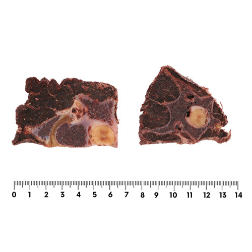 【ROCCA】ロッカ　エアドライ　鹿ネックスライス（FOR DOG） <100g>　北海道産 えぞ鹿肉 犬用おやつ