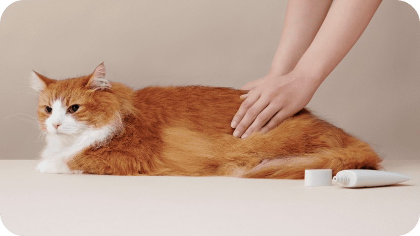 MEDICAT（メディキャット）モイストクリーム MOIST CREAM スキンケア 皮膚・被毛ケア 猫用