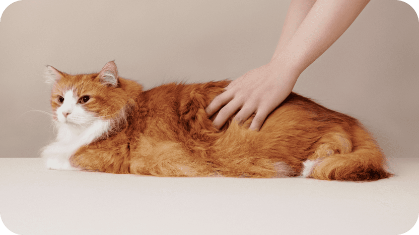 MEDICAT（メディキャット）モイストローション MOIST LOTION スキンケア 皮膚・被毛ケア 猫用